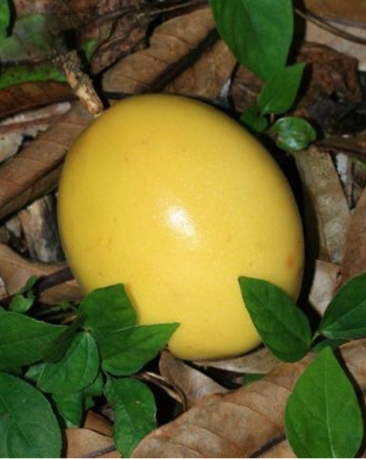 Yellow Passion Fruit Plants 2ft to 3ft Vine - Passiflora edulis - No Shipping to CA