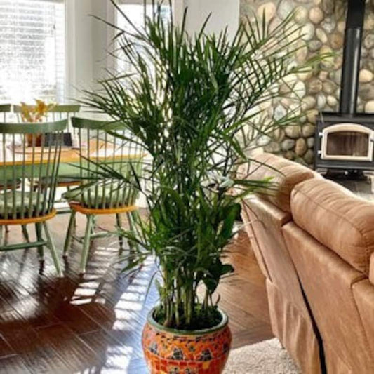 Bamboo Palm Live Plant - Chamaedorea Seifrizzi - Air Purifier Indoor/Outdoor - Easy Care Tropical Houseplant