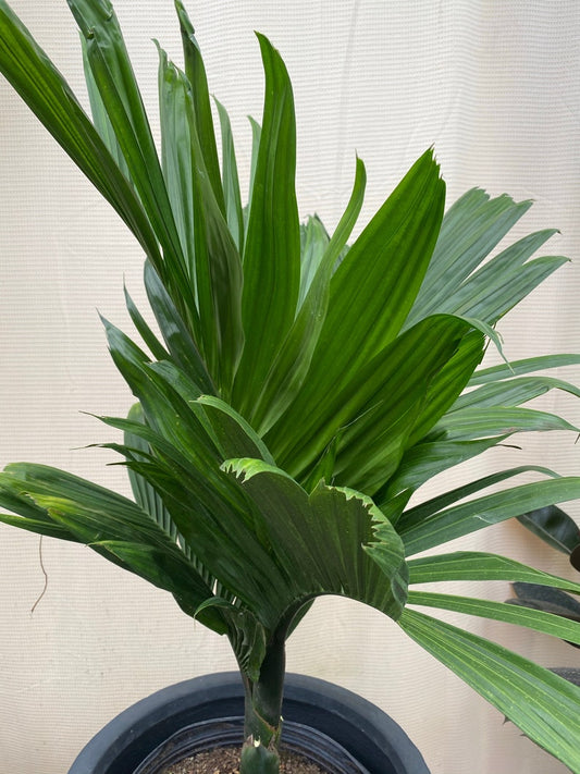 Big Trunk Palm Tree - Rare Areca Catechu 'Dwarf' Betelnut Palm - Exotic Indoor/Outdoor Tropical Plant - Unique Decorative Foliage