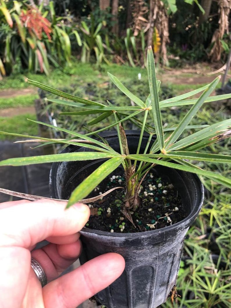 Old Man Palm Live Plant - Coccothrinax crinita - Hardy Outdoor Variety - Minor Blemishes Possible - Florida Grown