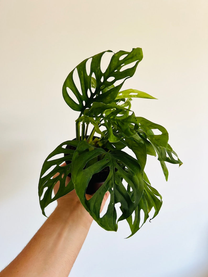 Monstera Esqueleto Plant - Rare Skeleton Aroid - 3” or 4” Pots - Tropical Houseplant - Unique Fenestrations - Easy Care
