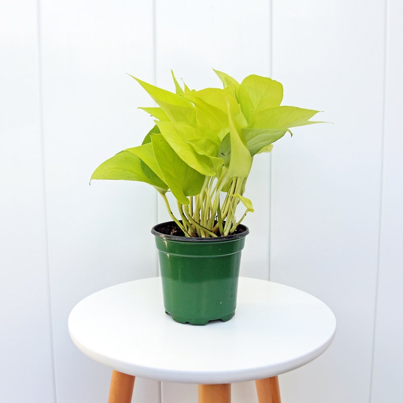 LIVE 4” Neon Pothos Plant, Epipremnum Aureum Neon, Trailing Indoor Houseplant, Perfect Birthday Gift for Mom & Bestfriend