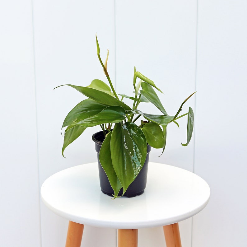 Heartleaf Philodendron Plant - 4” Pot Green Hederaceum - Easy Care Vine Houseplant for Gifts - Philodendron Hederaceum
