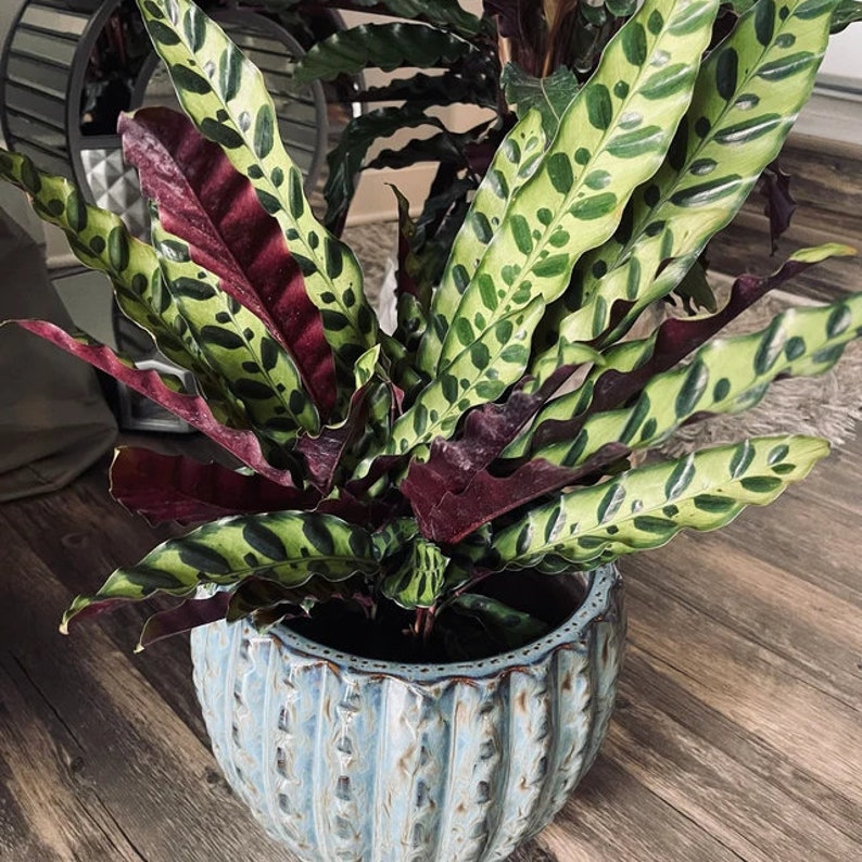 Calathea Rattlesnake Plant - Indoor Air Purifier - Calathea lancifolia - Tropical Prayer Plant for Home Decor