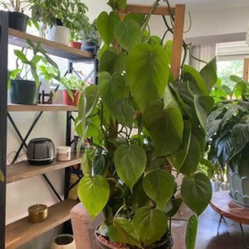 Philodendron Heart Leaf Vine Plant in Trellis, Live Sweetheart Plant, Philodendron scandens, Cascading Green Leaves