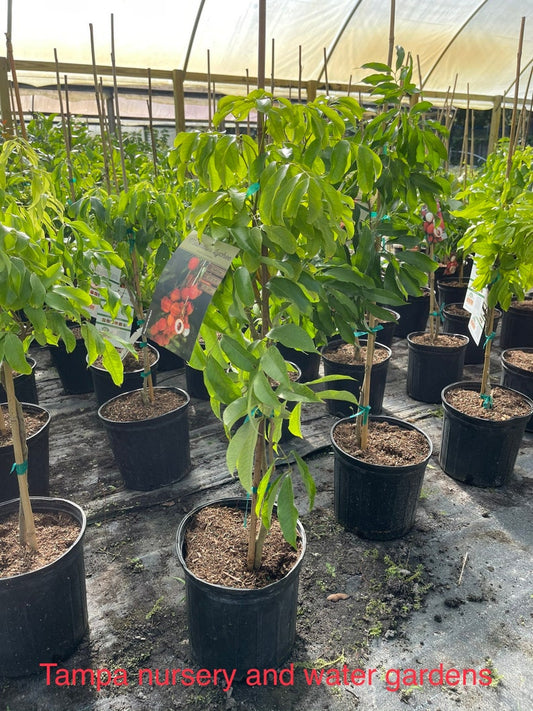3 Gallon Mautirius Lychee Tree - 3 Feet Tall, Fresh Tropical Fruit Plant, Litchi chinensis