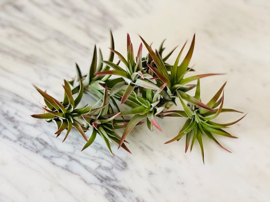 Burnt Umber Airplant - Tillandsia Ionantha - Airplant Collection - Perfect for Beginners, No Soil Required