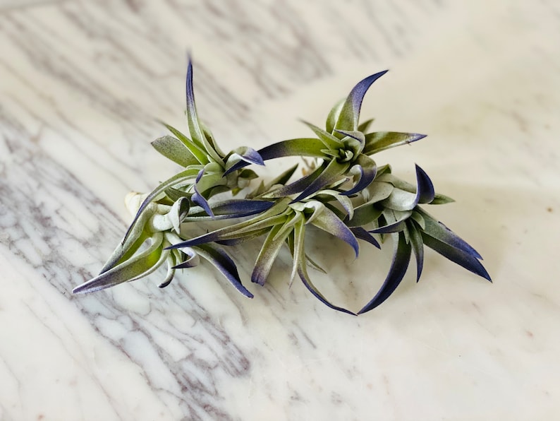 Cobalt Airplant - Tillandsia Ionantha - Airplant Collection - Low Maintenance, Soil-Free Houseplant