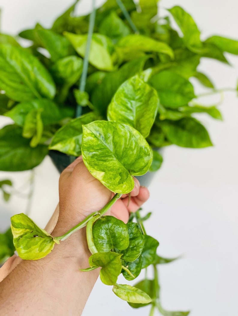Emerald Pothos Live Plant - Variegated Epipremnum - Rare Tropical Houseplant - Multiple Sizes Available