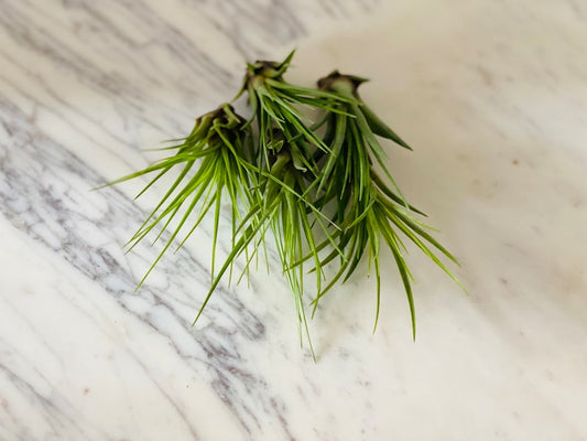 Black Forest Airplant - Tillandsia Ionantha - Airplant Collection - Low Maintenance Indoor Plant - Perfect for Beginners