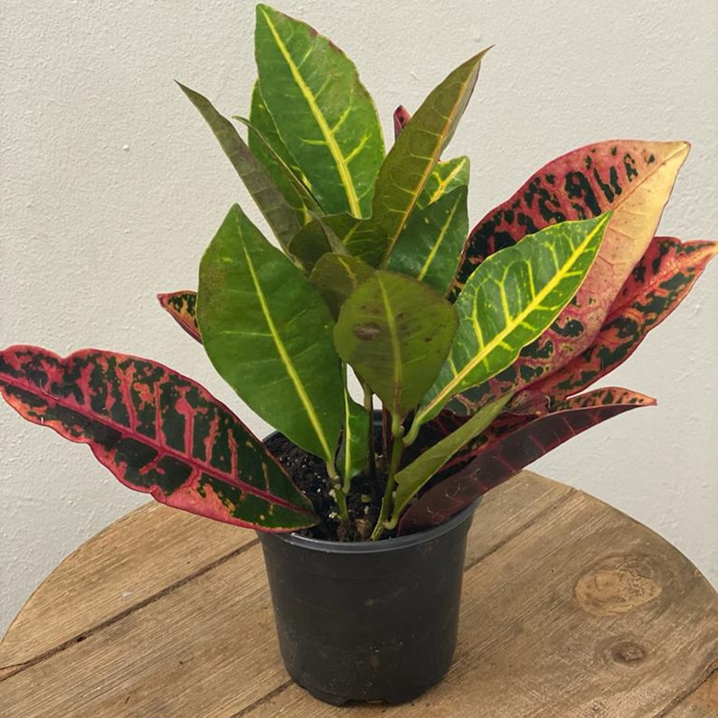 LIVE 4 Inch Pot Croton Petra Plant - Codiaeum Variegatum, Tropical Houseplant with Variegated Leaves, Air Purifier Gift