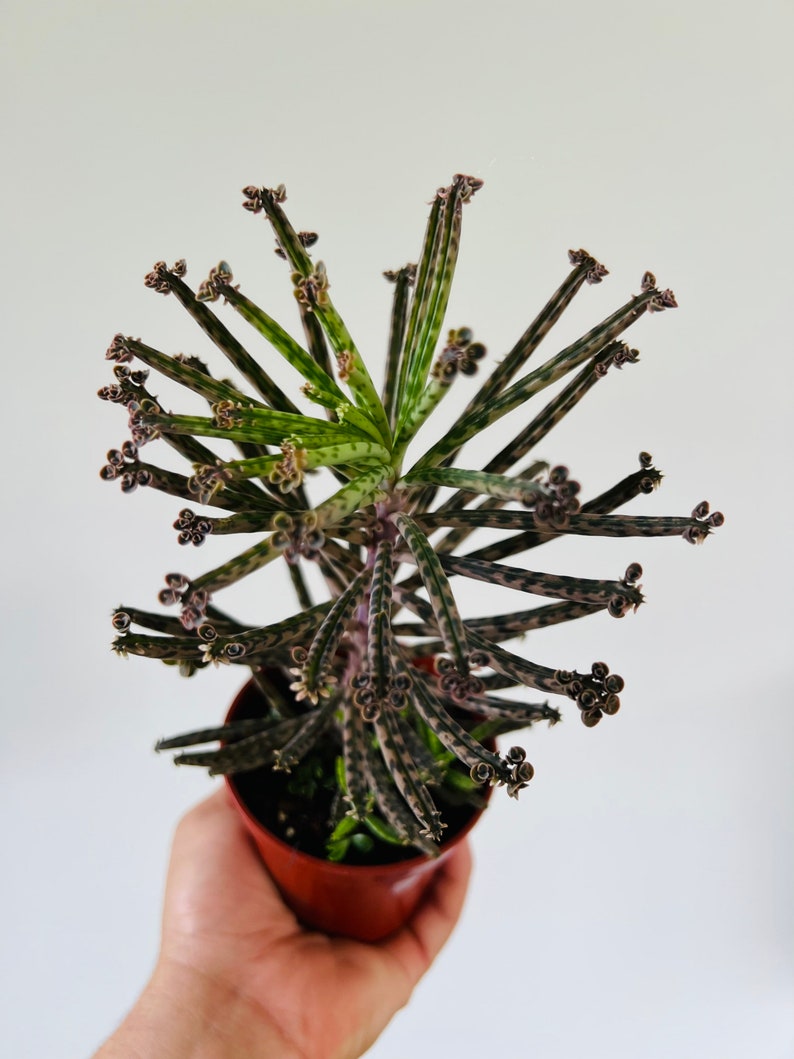 Mother of Millions Plant - 4” Pot - Kalanchoe Delagoensis - Easy Care Succulent Houseplant - Unique Chandelier Plant