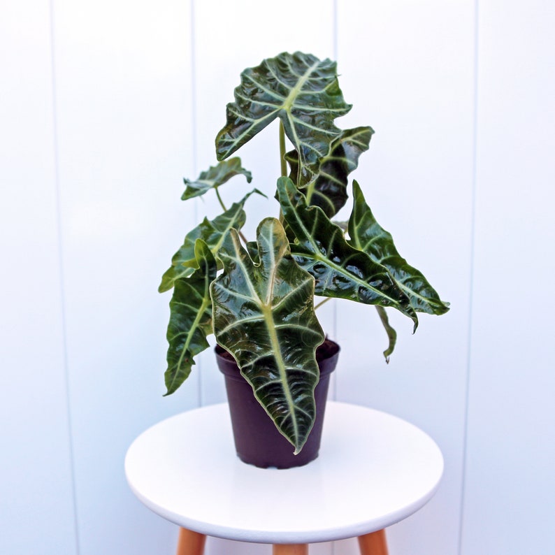 LIVE 4” Alocasia Polly Plant, Kris Plant, Amazonian Elephant Ear, Alocasia Amazonica, Small Potted Indoor Plant