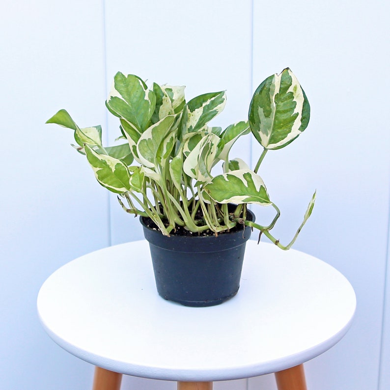 LIVE 4” Pearls and Jade Pothos, Variegated Houseplant, Epipremnum Pearls and Jade, Plant Mom Gift, Home Decor, Grandparents Gift