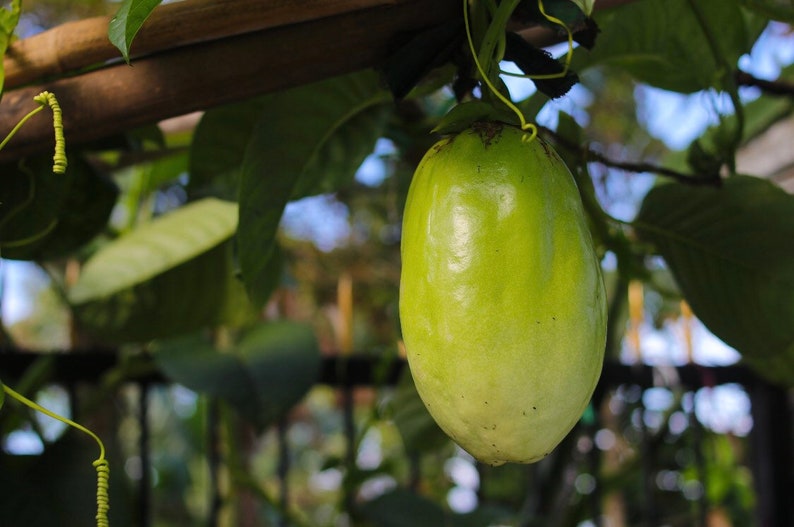 Pineapple Guava Starter Plant - 6-10" Feijoa sellowiana - Cold Hardy Edible Shrub for Home Garden & Landscaping