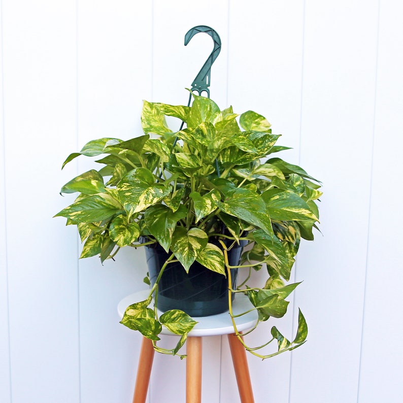 LIVE 8” Hanging Basket Golden Pothos Plant - Variegated Devil's Ivy - Indoor Air Purifying Houseplant - Easy Care (Epipremnum aureum)