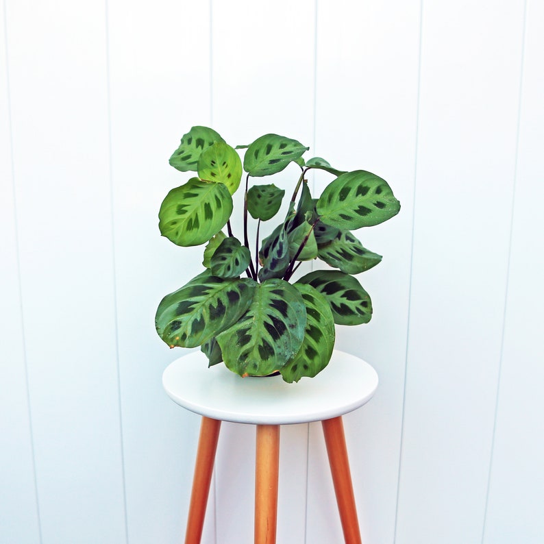 LIVE 4” Green Maranta, Prayer Plant, Indoor Plant for Low Light, Maranta leuconeura, Rooted Houseplant Gift