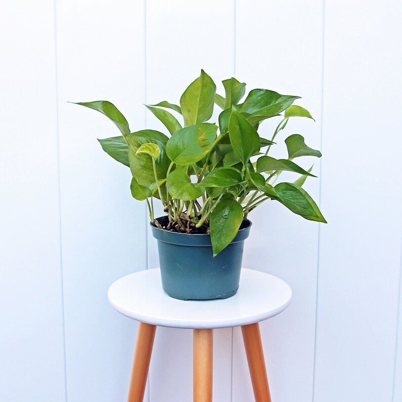 Live 6” Jade Pothos Plant, Devil’s Ivy Indoor Houseplant, Easy Care Trailing Plant, Epipremnum Aureum, Perfect Gift for Plant Lovers