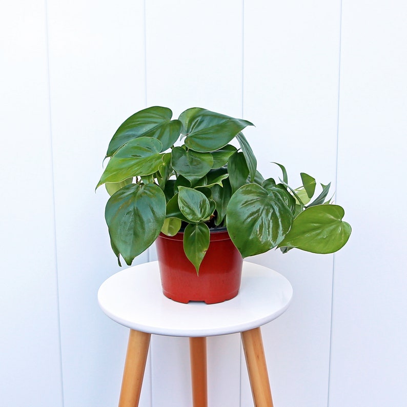 Live Heartleaf Philodendron Plant 6" Pot - Green Hederaceum - Easy Care Houseplant for Gifts & Home Decor