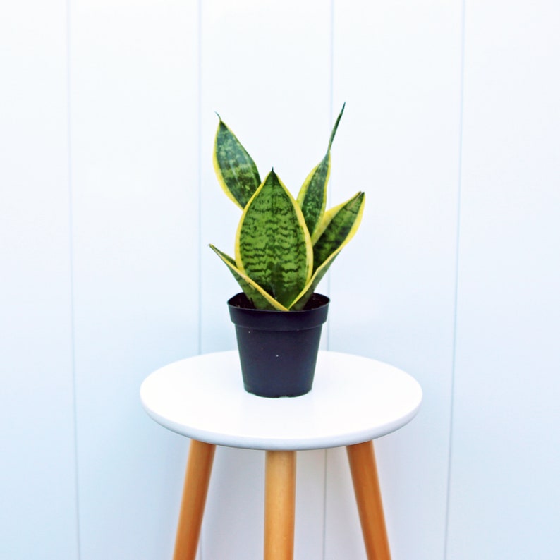 LIVE 4” Pot Snake Plant, Sansevieria Superba, Air Purifying Houseplant, Mother-In-Law’s Tongue, Indoor Plant Gift