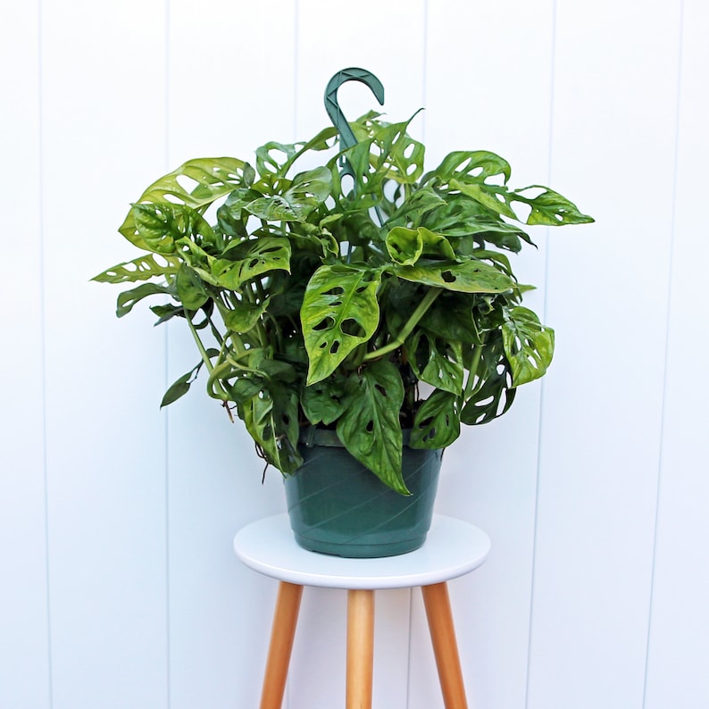 LIVE 8” Hanging Basket Swiss Cheese Plant, Monstera Adansonii, Unique Vine, Houseplant Gift for Her, Office Decor, Mom's Birthday Gift