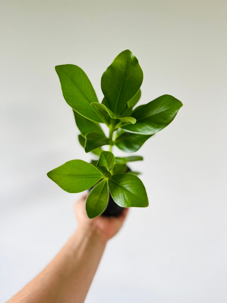Clusia Princess Autograph Tree - 3” or 4” Live Houseplant - Air Purifier - Clusia rosea - Easy Care Indoor Plant