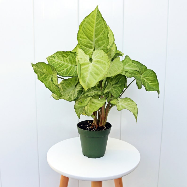 Live 4” Syngonium Nephthytis White Butterfly - Arrowhead Plant, Easy Care Houseplant, Air Purifying - Syngonium Podophyllum