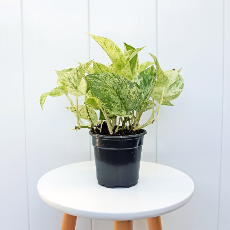 LIVE 4” Marble Queen Pothos Plant - Air Purifying Houseplant (Epipremnum Aureum) - Perfect Gift for Home or Office