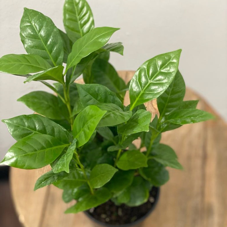 LIVE Coffee Plant 4 Inch Pot - Coffea Arabica - Fragrant Indoor Houseplant - Perfect Gift for Plant Lovers & Families