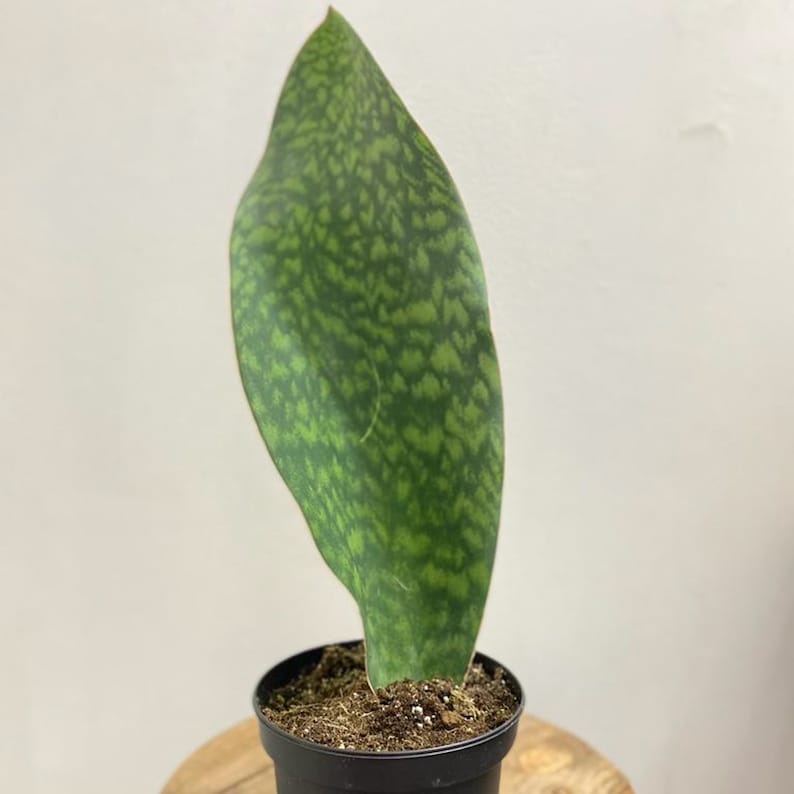 LIVE 6 Inch Sansevieria Masoniana Whale Fin - Rare Snake Plant, Indoor Houseplant, Ideal Gift for Plant Lovers, Air Purifying