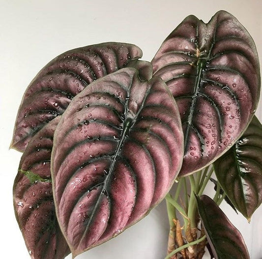 Alocasia Red Secret Plant - 4" & 6" Pots - Rare Aroid with Rippled Dark Red Foliage - Alocasia hybrid
