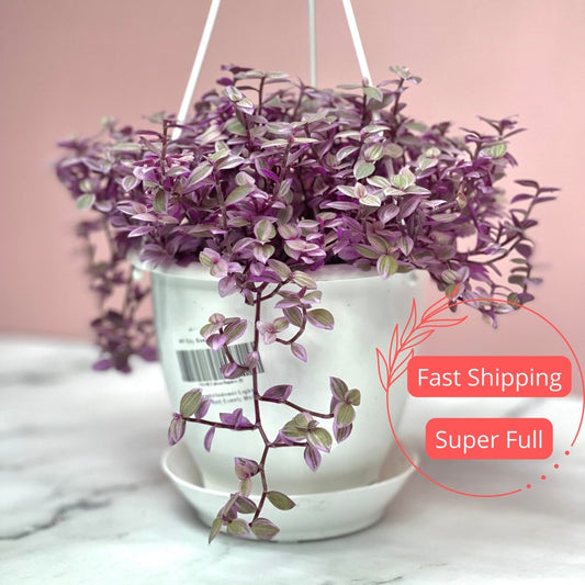Callisia Repens Pink Lady Plant | 4.5" Bolivian Jew | Turtle Vine | Pink Beauty | Creeping Inch Plant | Live Houseplant
