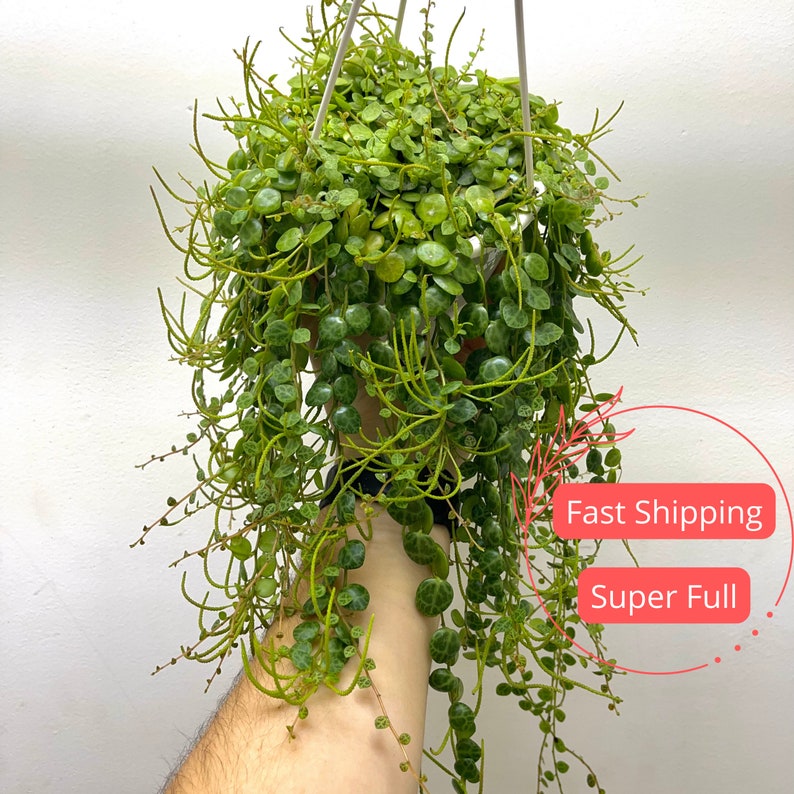 String of Turtles Plant | 3" Peperomia Prostrata | Pet Safe Trailing Succulent | Nontoxic Houseplant for Beginners