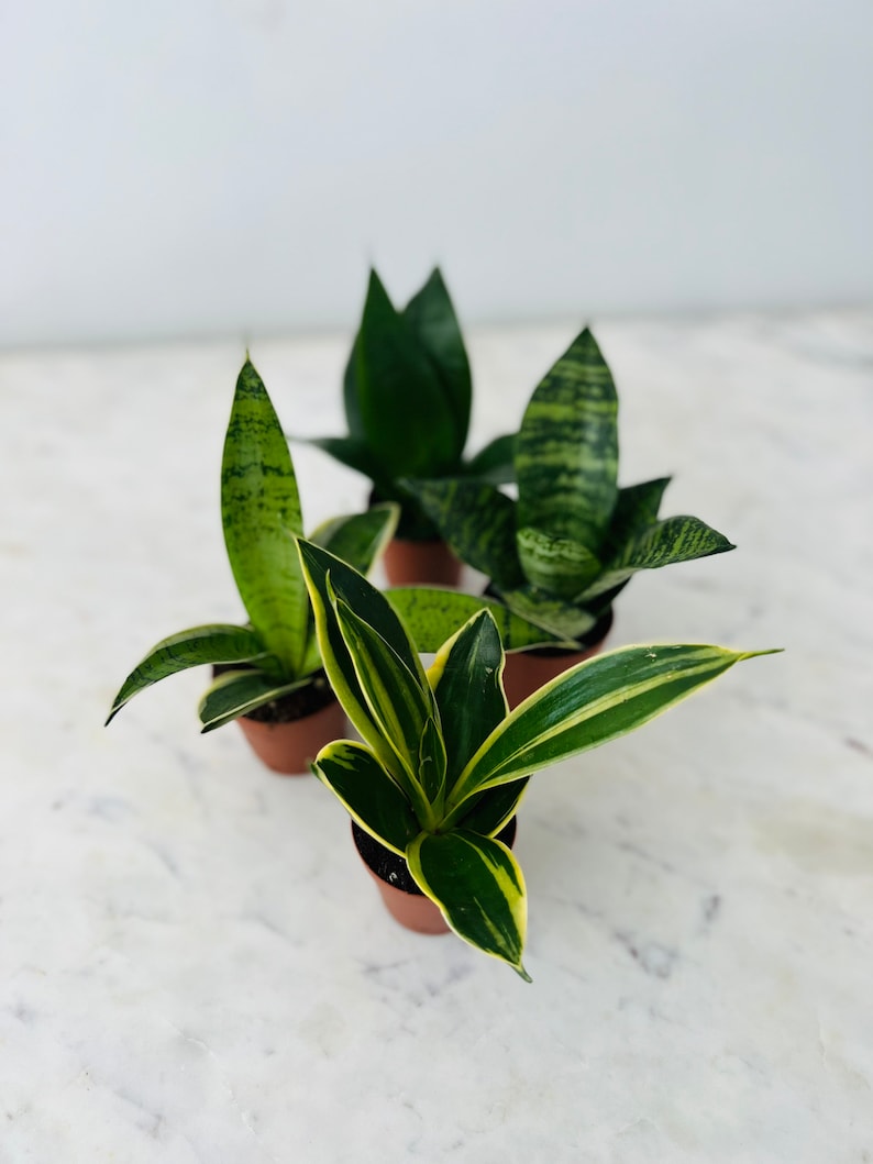 Snake Plant Assortment - 2" Pots - Hahnii Collection: Jade Pagoda, Coral, Silver - Sansevieria Hahnii Live Houseplants