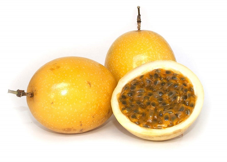 Yellow Passion Fruit Plant 4-10 inches Passiflora Edulis Edible Tropical Fruit Live Houseplant Vining Plant for Garden