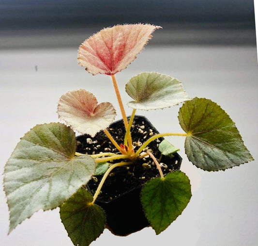 Begonia U549 Live Plant in 3" Pot - Silver Leaves with Red Hairs - Begonia U549 (Hybrid) for High Humidity Care