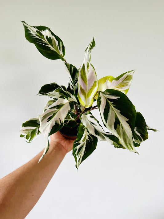 Calathea Stella Live Houseplant in 4" Pot - Colorful Variegation - Easy Care Plant (Calathea)