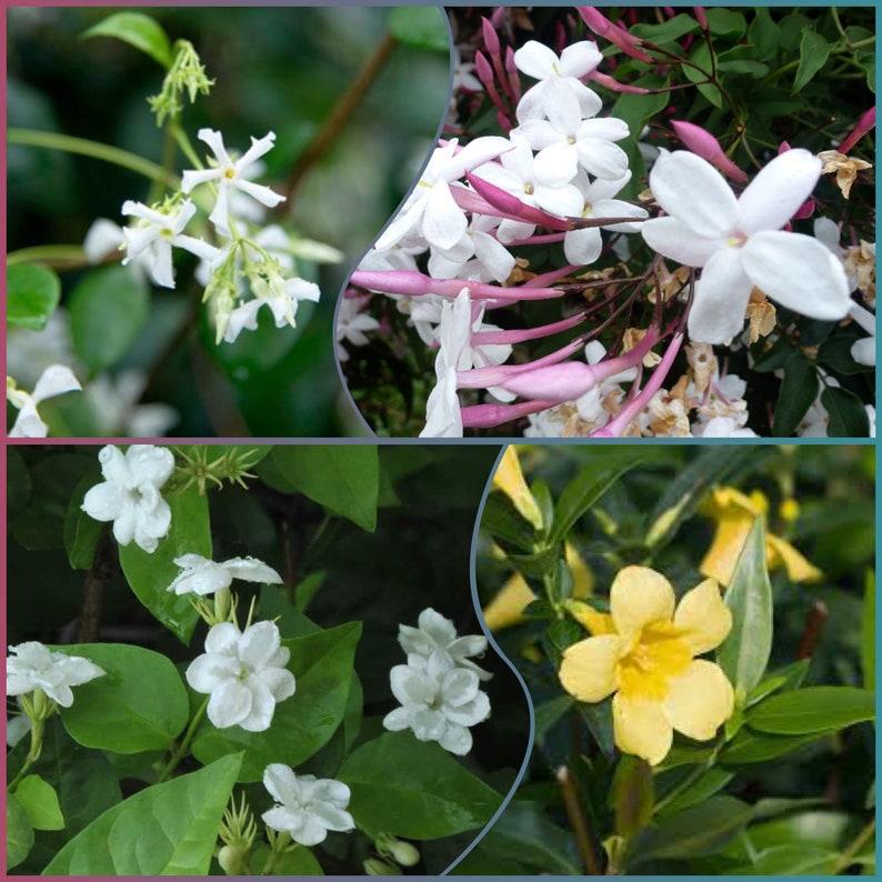 Jasmine Plant Combo 4pk - Star Jasmine, Polyanthum, Carolina, Sambac - Live Plants in 2” Pots - Eco-Friendly Gardening