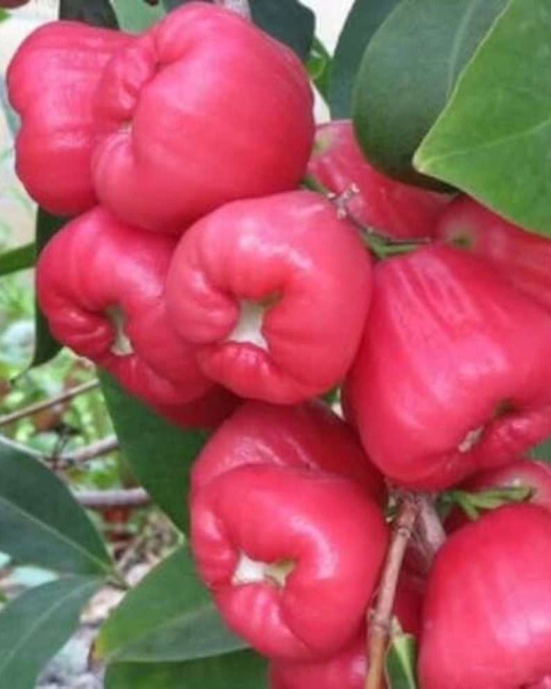 Red Wax Apple Tree - Air Layered, Almost 3ft Tall - Syzygium samarangense
