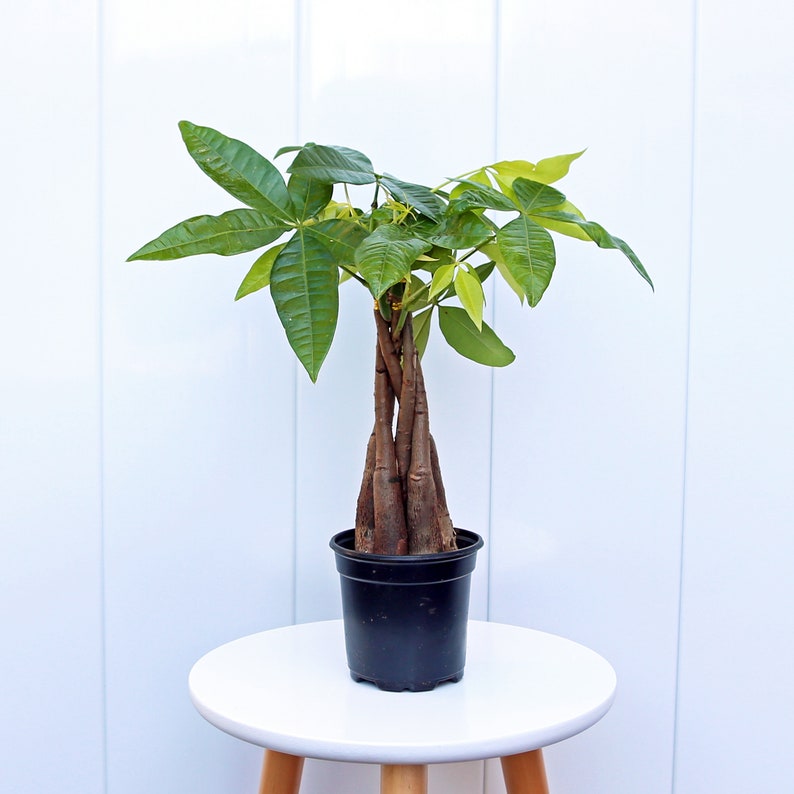 LIVE 4” Money Tree Plant, Pachira Aquatica, Good Luck Tree, Indoor Palm Plant, Housewarming Gift, Sympathy Gift