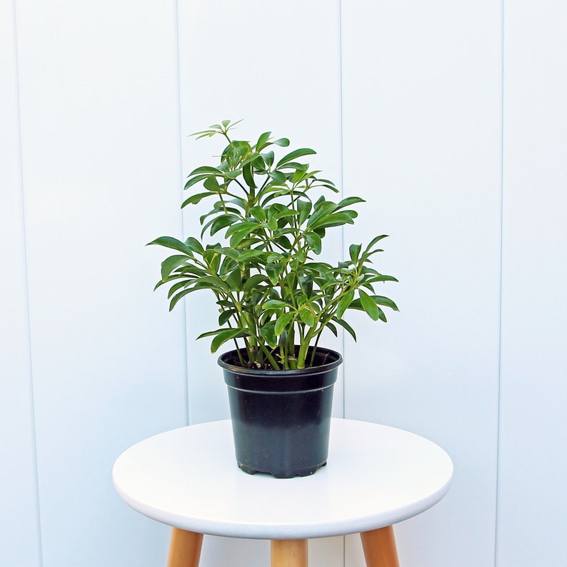 LIVE 4” Arboricola Hawaiian Plant, Dwarf Schefflera, Evergreen Houseplant, Schefflera arb, Perfect Gift for Plant Lovers