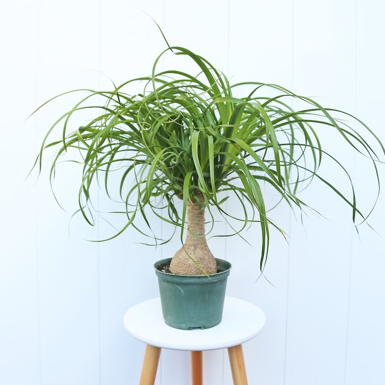 LIVE 6” Ponytail Palm Bonsai Plant, Beaucarnea Recurvata, Exotic Bottle Palm for Gifts, Home Decor, and Memorials