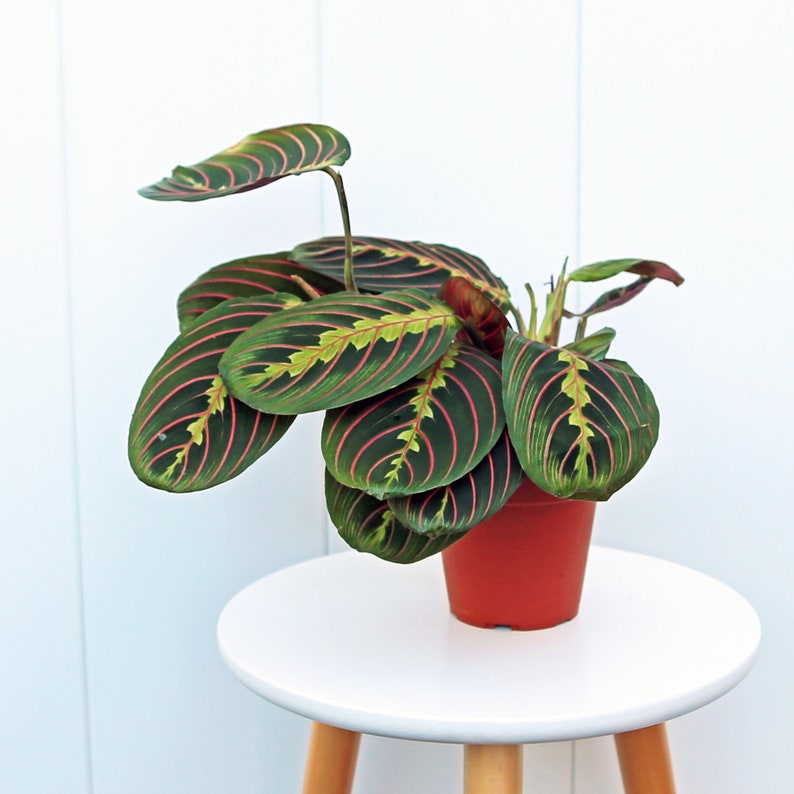 LIVE 4” Red Maranta Prayer Plant, Indoor Houseplant, Mom Gift, Gardening Decor, Maranta leuconeura