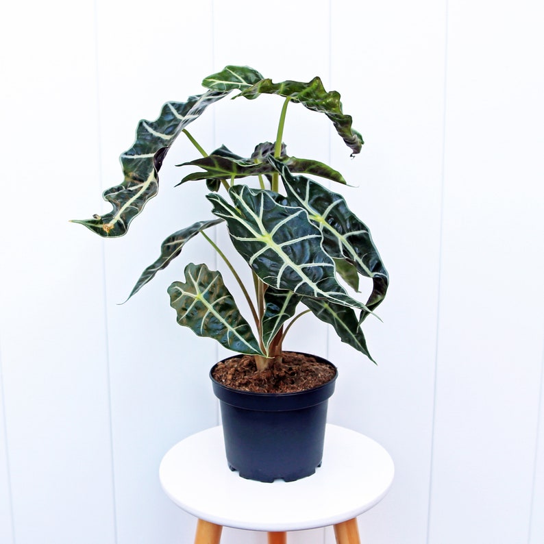 LIVE 6” Alocasia Polly, Amazonian Elephant Ears, Glossy Leaf Evergreen Houseplant, Alocasia Amazonica, Gift Plant