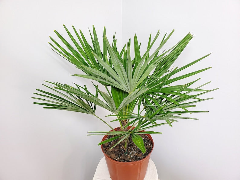 Large Windmill Palm Tree - 3 Gallon Tropical Plant - Trachycarpus fortunei - Hardy Indoor/Outdoor Palm for Coastal Areas