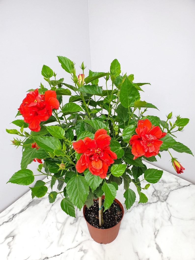 Double Red Hibiscus Tree - 3 Gallon - Tropical Flowering Plant - Hibiscus rosa-sinensis - Attracts Hummingbirds & Butterflies