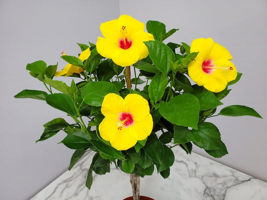 Braided Yoder Yellow Hibiscus Tree - 3 Gallon Tropical Flowering Plant - Yellow with Red Throat - Hibiscus rosa-sinensis