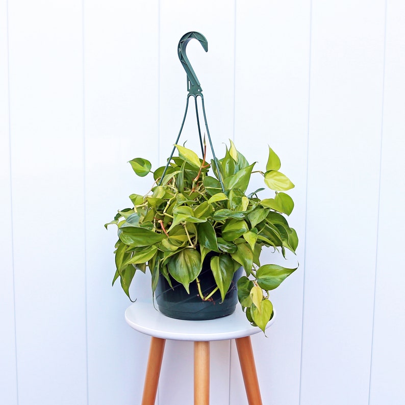 LIVE 8" Hanging Basket Brazilian Philodendron, Variegated Heart Leaves, Philodendron Scandens Brazil, Indoor Houseplant Gift