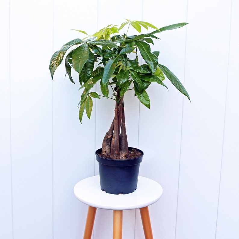 LIVE 6” Money Tree Plant, Pachira Aquatica, Good Luck Tree, Indoor Houseplant Gift for Home or Office, Elegant Green Foliage