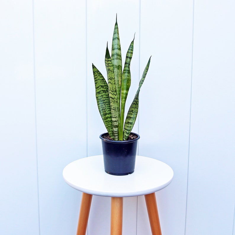 LIVE 4” Sansevieria Snake Plant - Indoor Evergreen Houseplant, Low Light Tolerance, Air Purifying - Sansevieria trifasciata